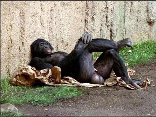 Настоящий мужик обезьян херов