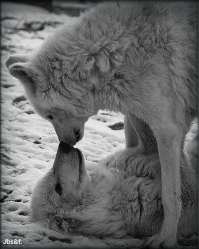 animal-beautiful-black-and-white-cute-Favim.com-21