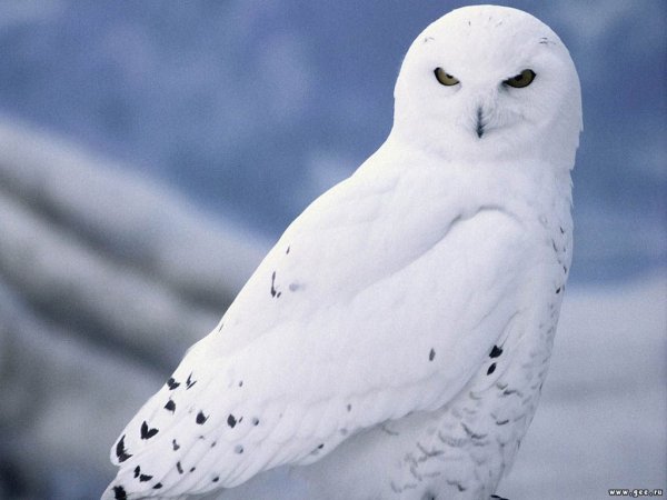 belaja poljarnaja sova-spaces