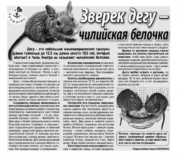 Чилийская белочка