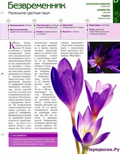 Безвременник