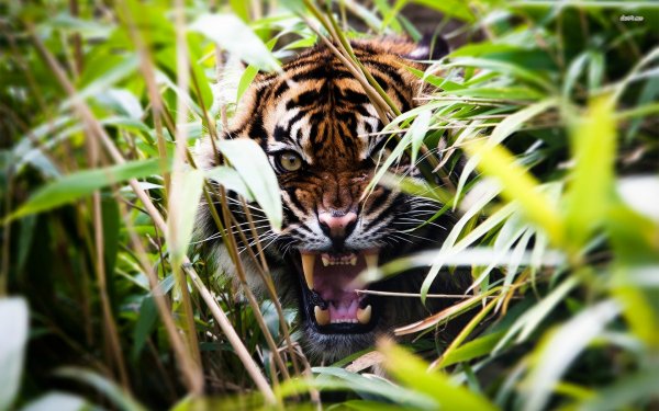 roaring-tiger