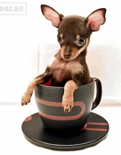 Toy-terrier