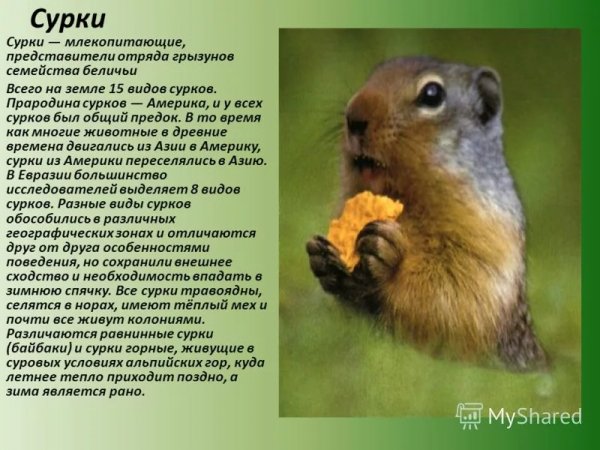 Сурки
