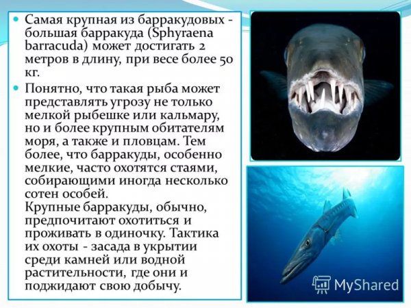 Большая барракуда