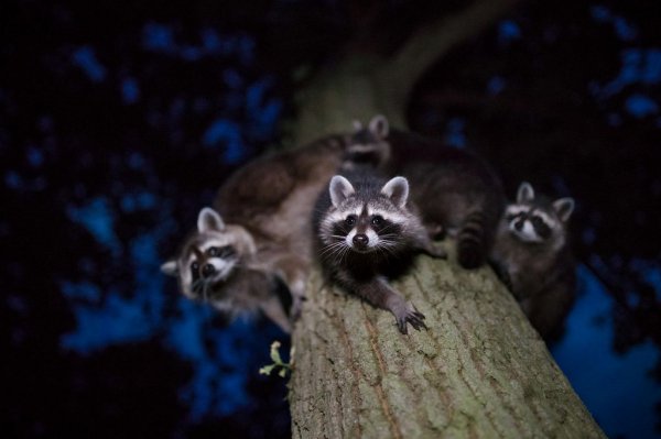 Наша банда и опасна, и мила