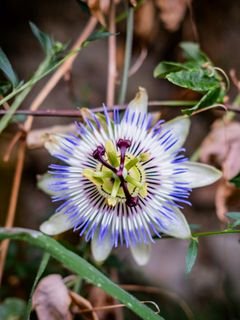 Passiflora tsvetok lepestki