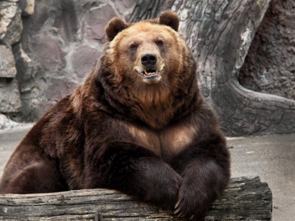 medved zoopark priroda zapovednik morda
