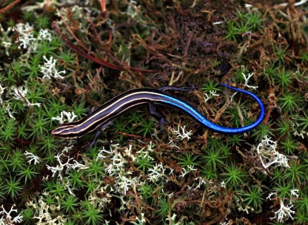 Флоридский длинноногий сцинк