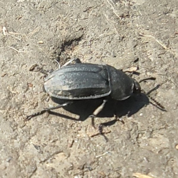 Чернотелка