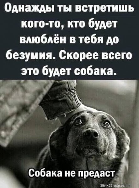 Собака не предаст