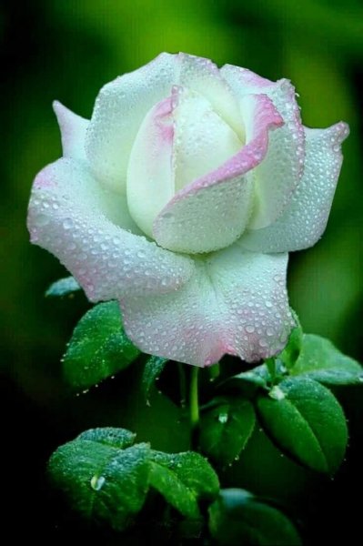 dcf660600ae5b3938b55659c8d59