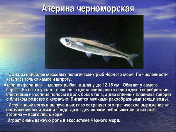 Атерина черноморская