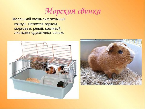 Морская свинка