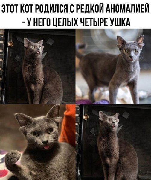 Do-slez-smeshnye-memy-i-kartinki-s-kommentarijami-14