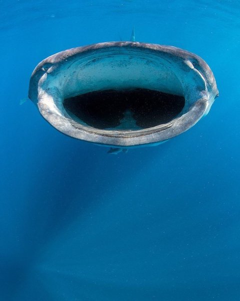 sea~p~CVLxD5xIELk~4