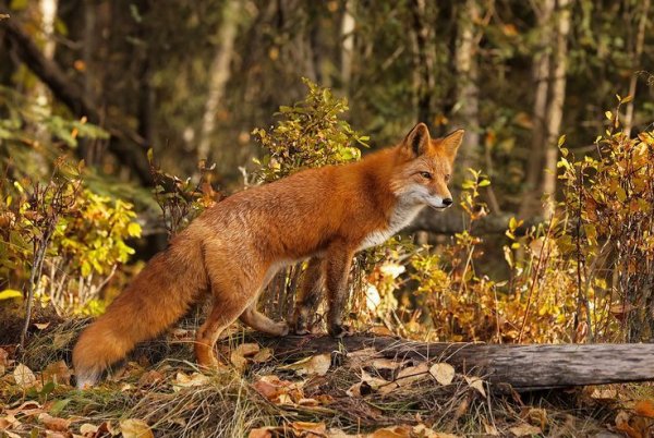 Bc709bb061d7c5c6bc5906ee60328af9