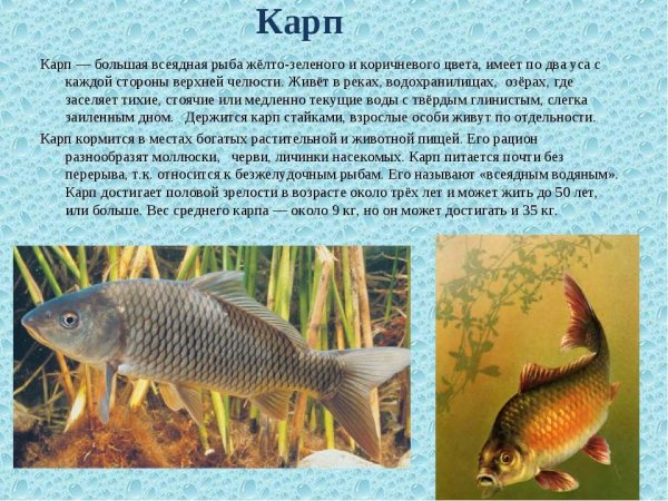 Карп