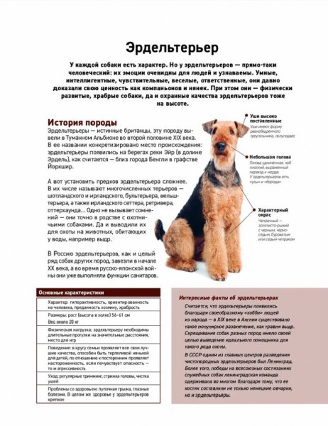 Эрдельтерьер