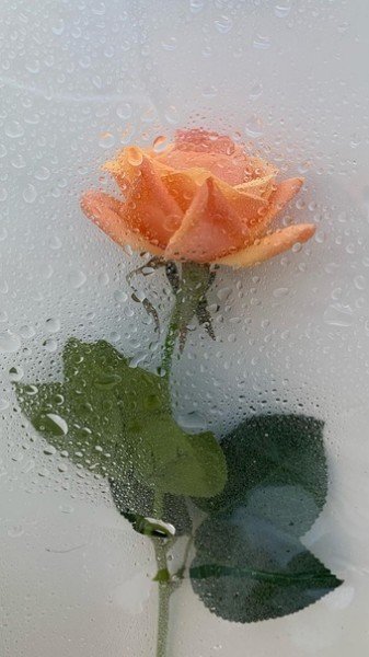 picture_290813616