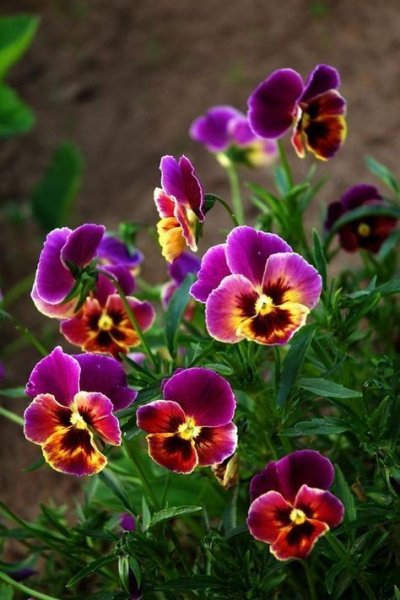 cae26aa6e3892ab92e0957434b6150a5