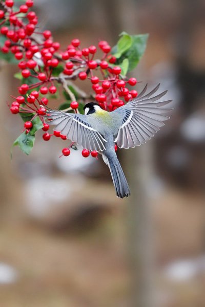 IMG 20151206 204238 31