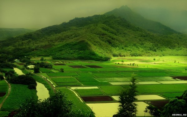 Зеленые холмы