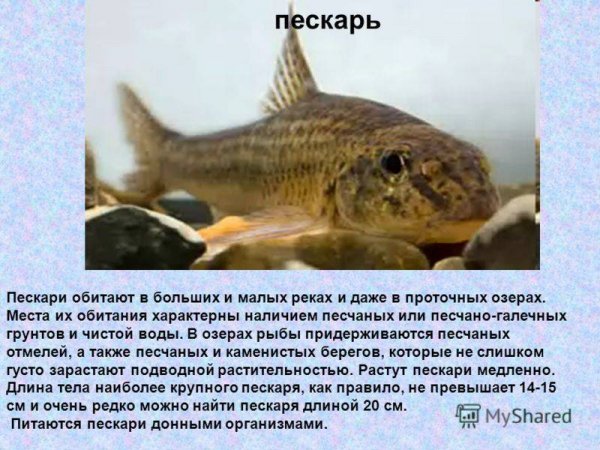 Пескарь