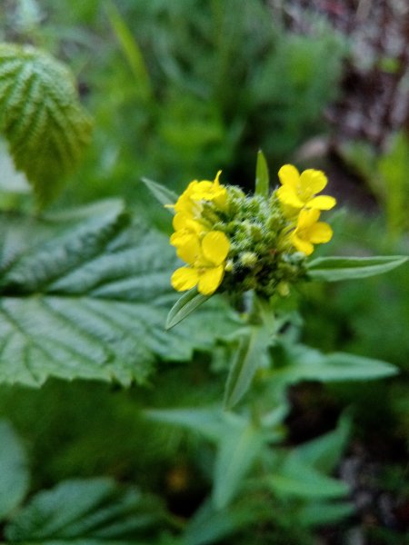 Трава Сурепка