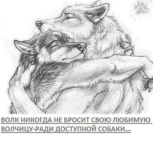 волк