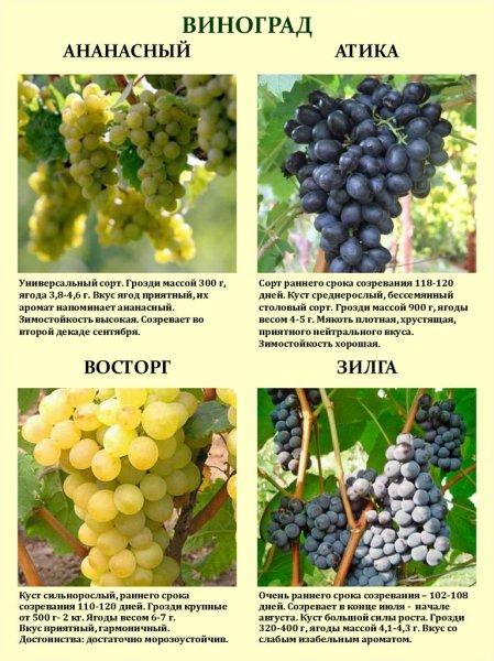 Сорта винограда