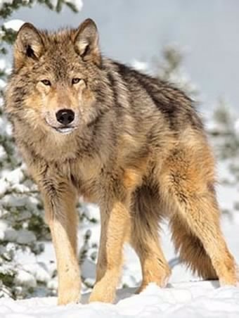 Мартовский снег