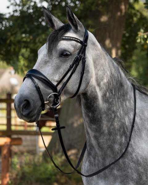 MEDIA # OF HORSE