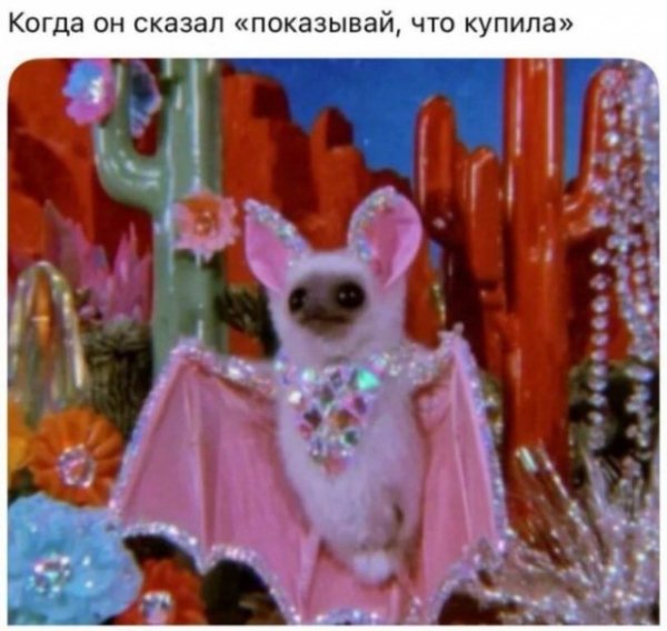 Nik-smeshnyh-kartinok-i-memov-dlja-vashego-nastroenija-9