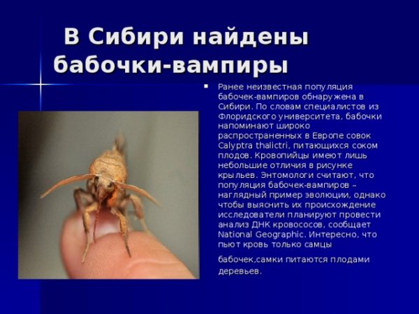Калиптра