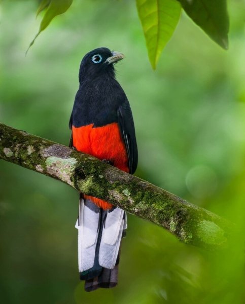 Трогон Бэрда