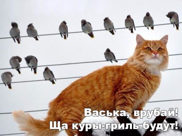 pIVUBzCFYVQ