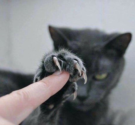 kot