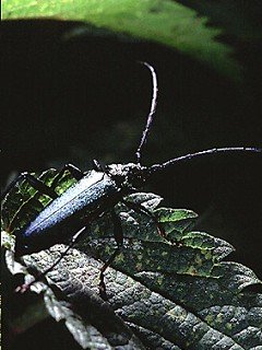 Insects 028