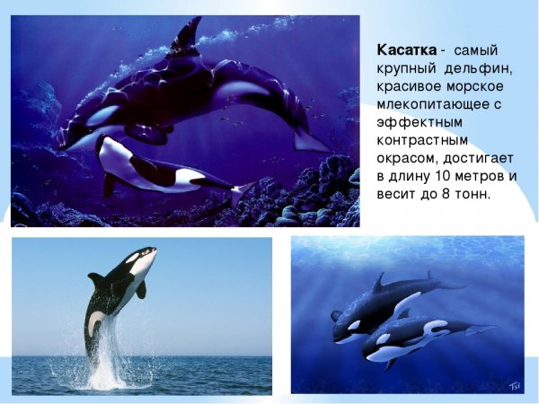 Касатка
