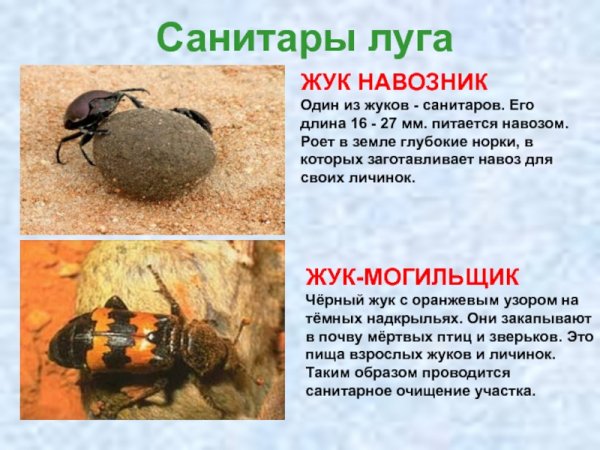 Санитары луга