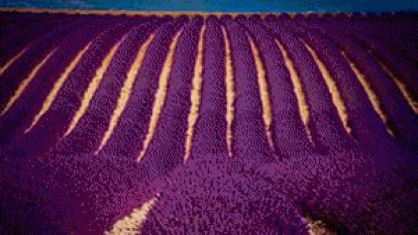 лавандовое поле-2