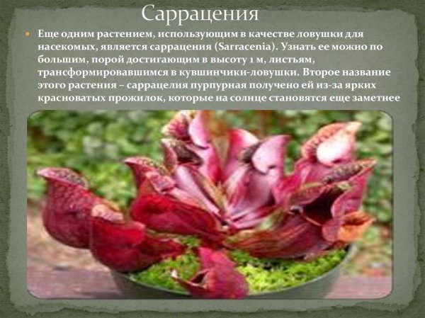 Саррацения
