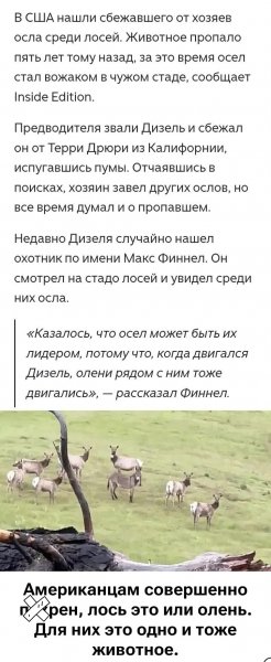 Осел сделал это )