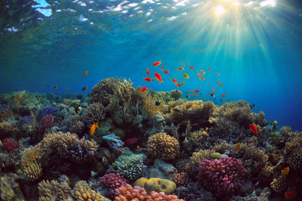 Underwater world Corals Fish Rays of light 535707 4200x2800
