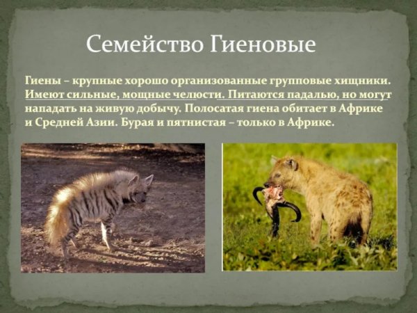 Семейство гиеновые