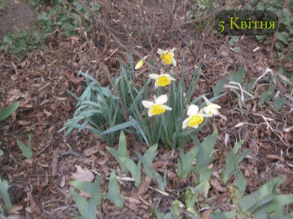 5 Квітня