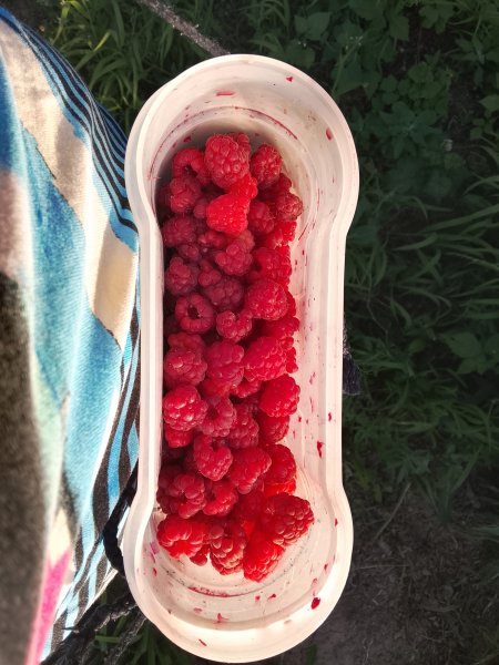 Малина