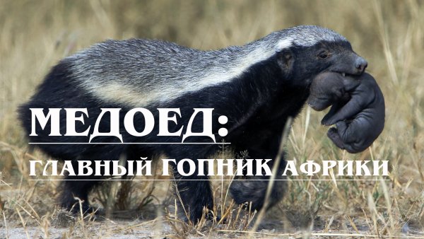 Медоед