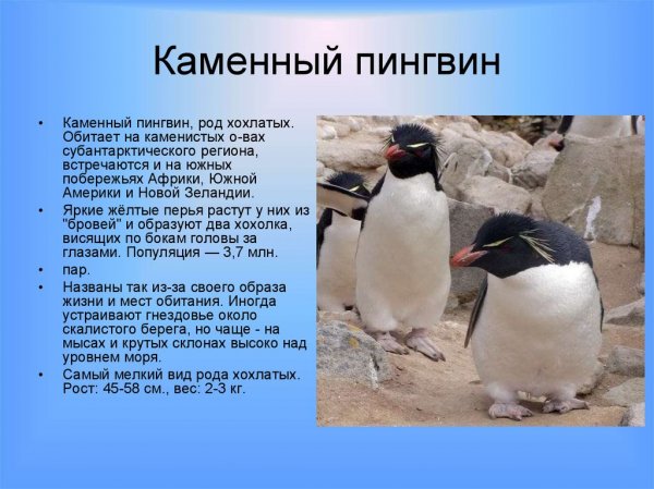 Каменный пингвин